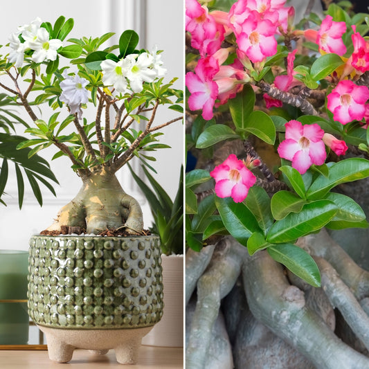 Two potted plants, one with white flowers and a textured pot, the other with pink flowers and a natural root structure.