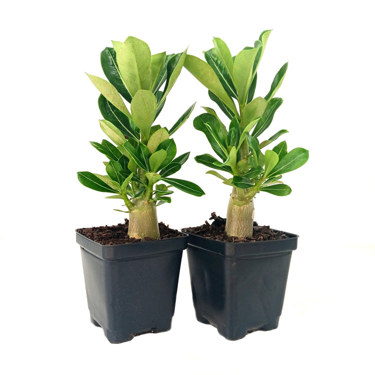 Two potted plants with green leaves on a white background