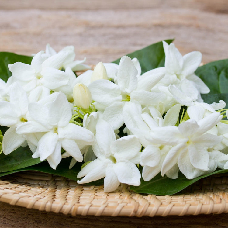 White flowers with green leaves on a woven mat