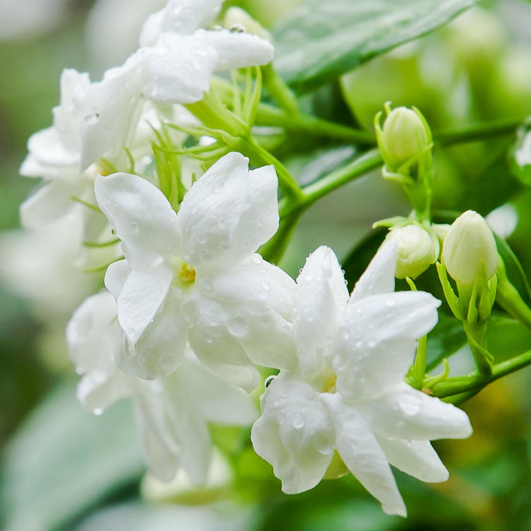 Close-up of white flowers with green leaves on a blurred background