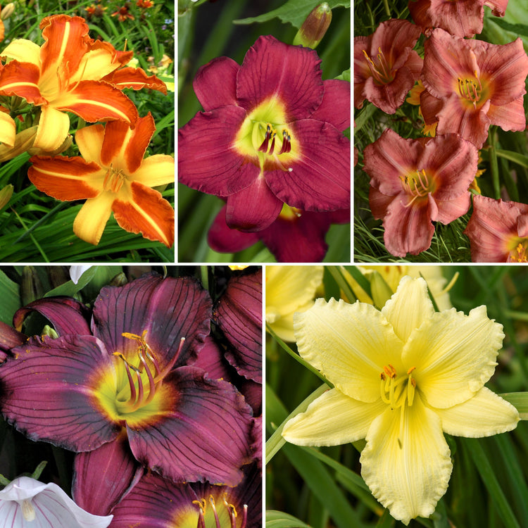 Collage of various colorful flowers including orange, pink, purple, and yellow.
