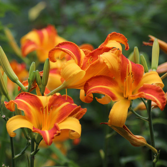 Collage of various colorful flowers including orange, pink, purple, and yellow.