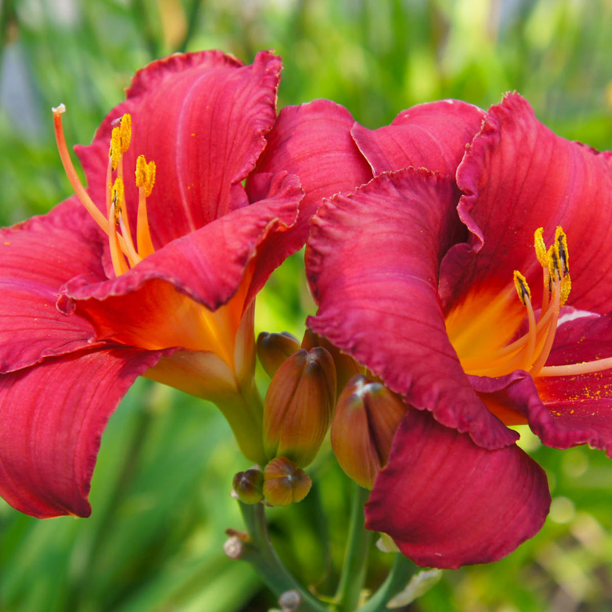 Close-up of two vibrant red flowers with yellow centers against a blurred green background