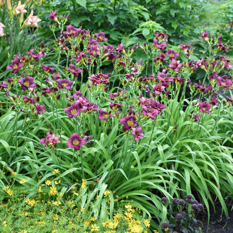 Purple flowers with green leaves in a garden setting