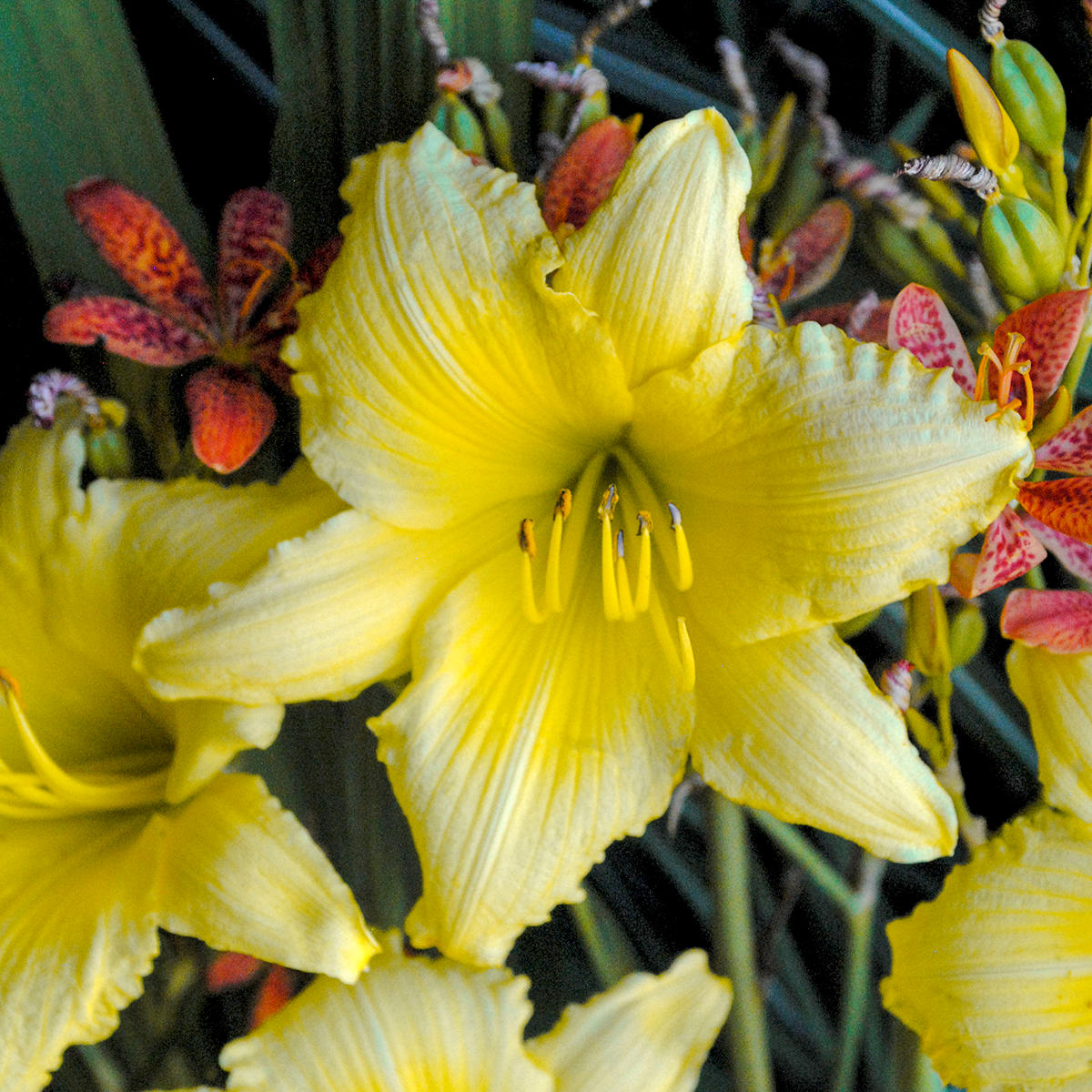 Close-up of a bright yellow flower with green leaves and blurred background