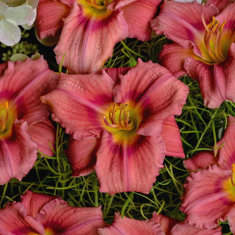 Close-up of pink flowers with green leaves