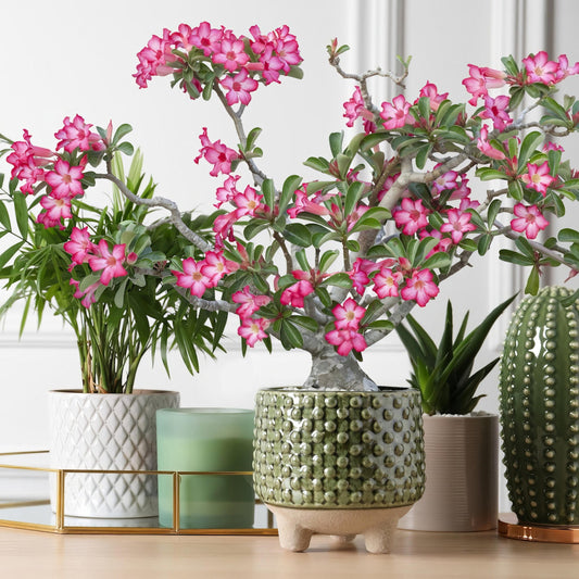 Two potted plants, one with white flowers and a textured pot, the other with pink flowers and a natural root structure.