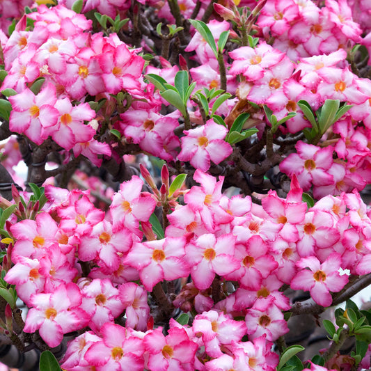 Two potted plants, one with white flowers and a textured pot, the other with pink flowers and a natural root structure.