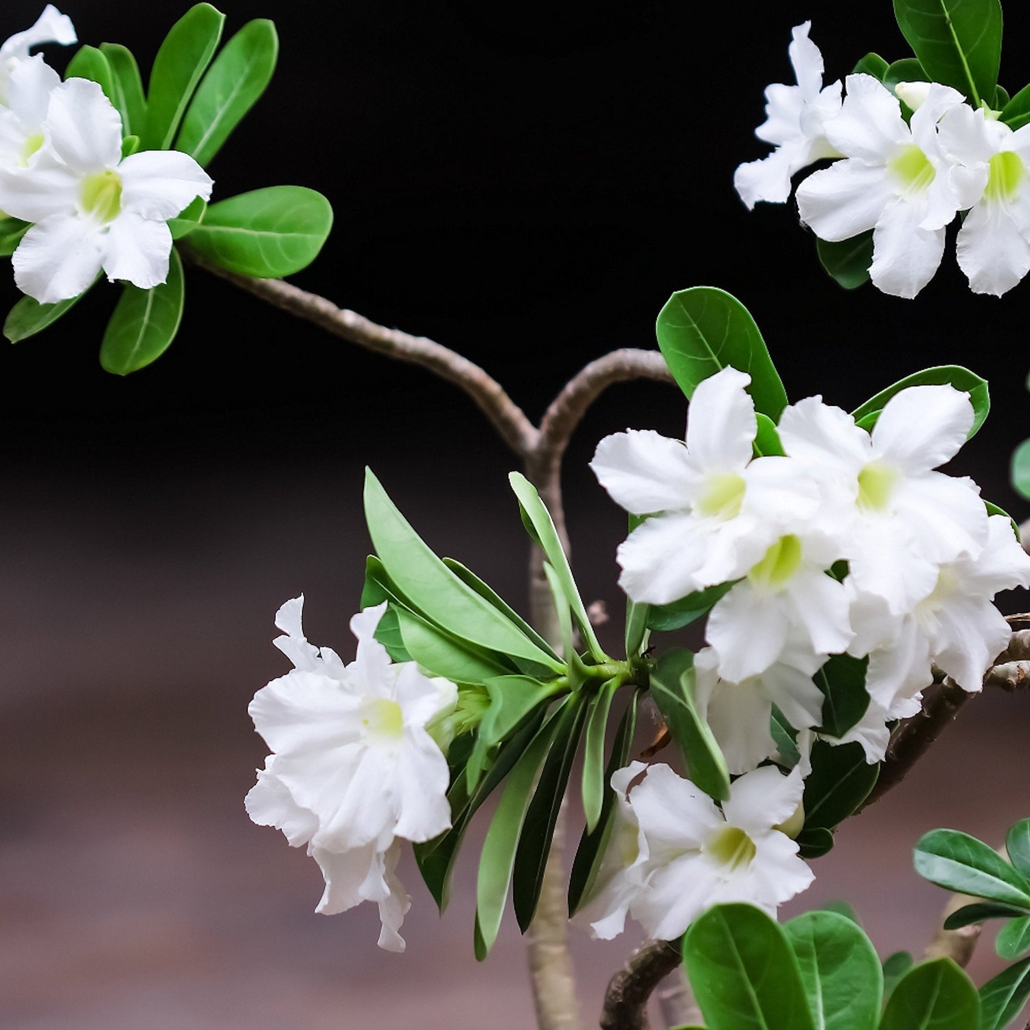 White flowers with green centers on a branch against a dark background