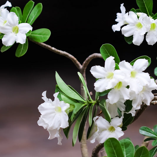 Two potted plants, one with white flowers and a textured pot, the other with pink flowers and a natural root structure.