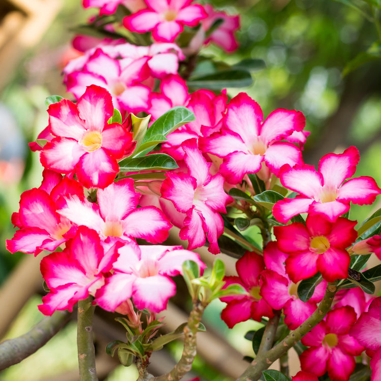 Close-up of vibrant pink and red flowers with green leaves on a blurred natural background