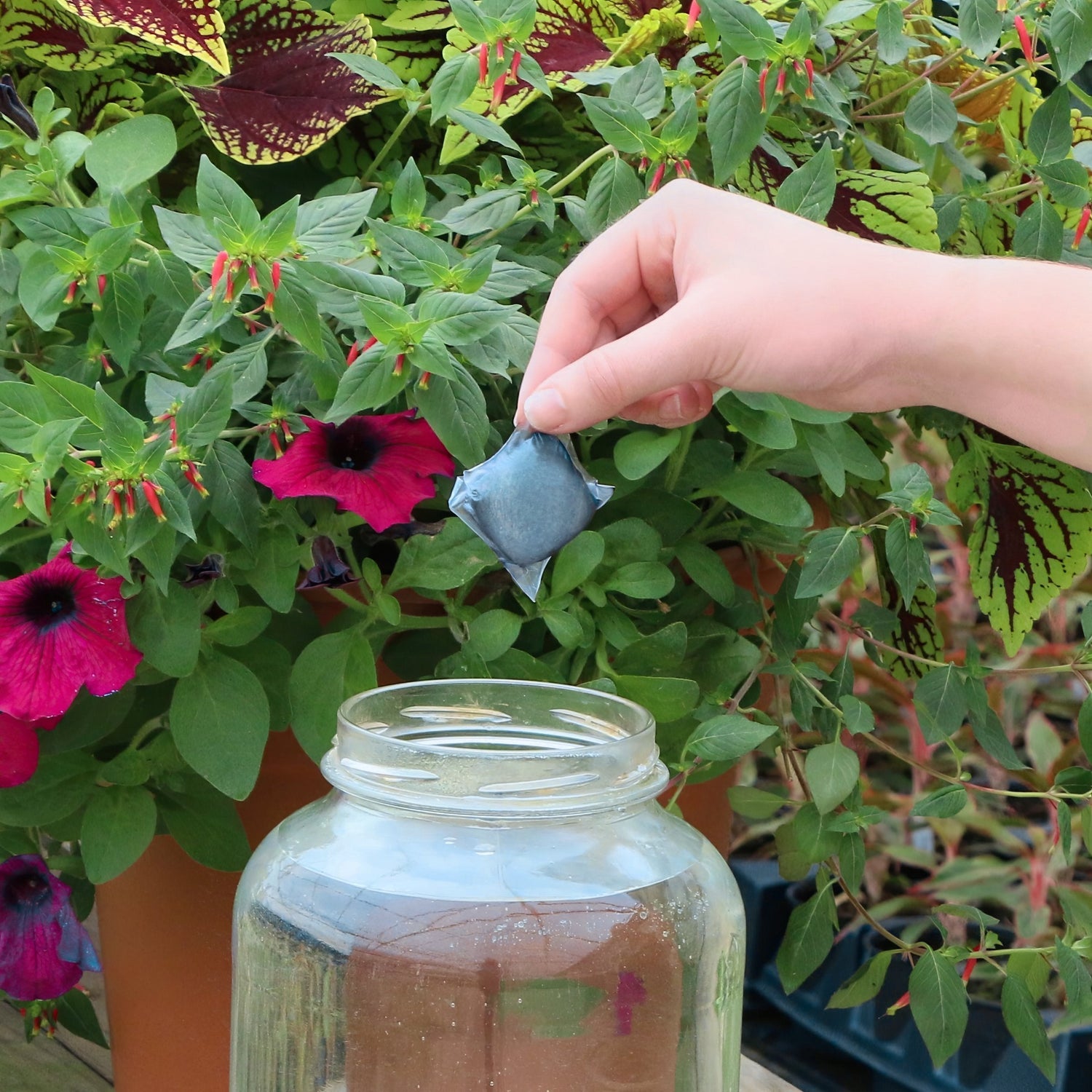 Hand holding a blue packet above a glass jar with plants in the background