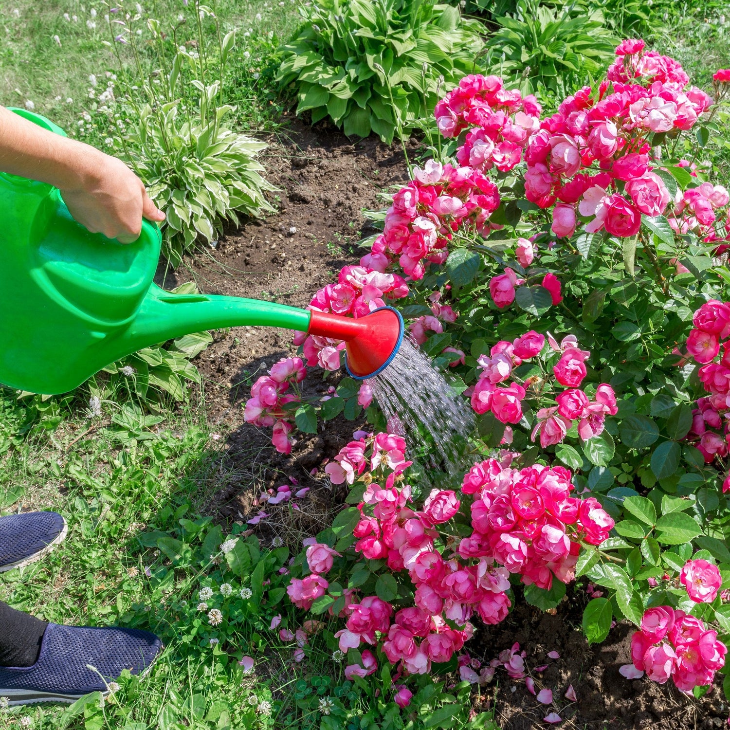 Person watering pink flowers with a green watering can in a garden.
