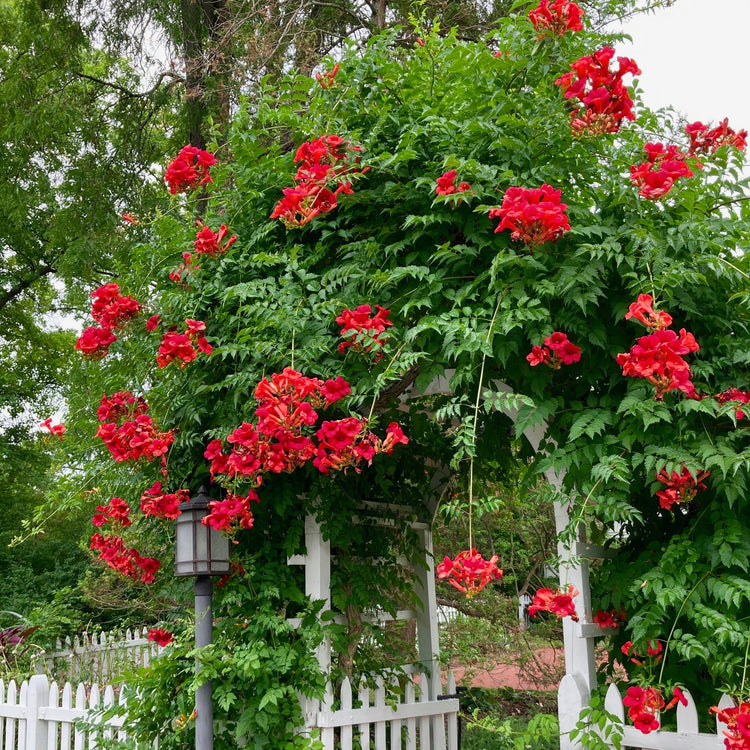 Red flowers blooming on a green archway with a white picket fence in the background.