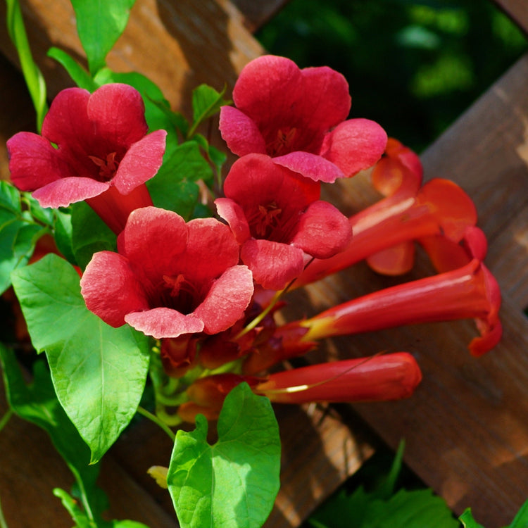 Close-up of red trumpet flowers with green leaves on a wooden background