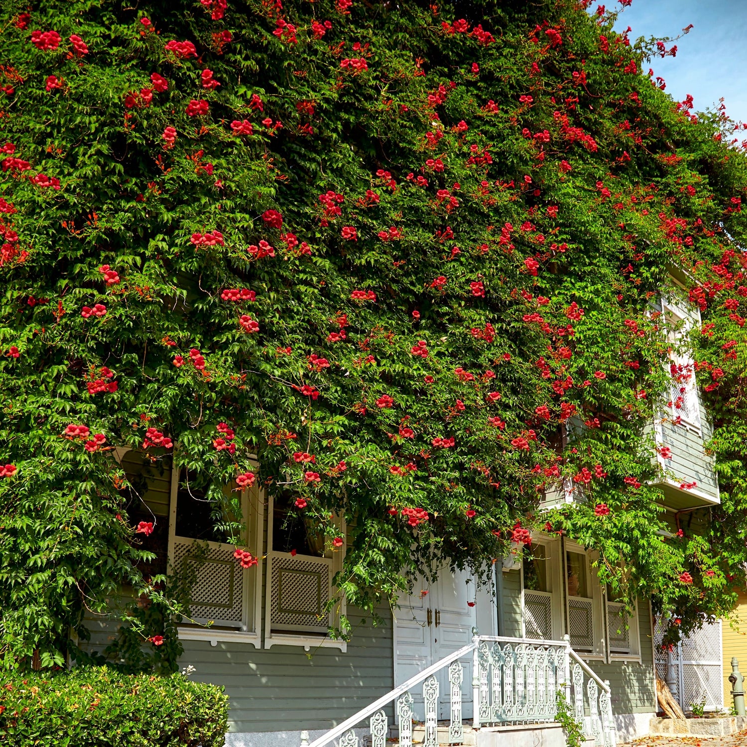 House covered in red flowers and greenery
