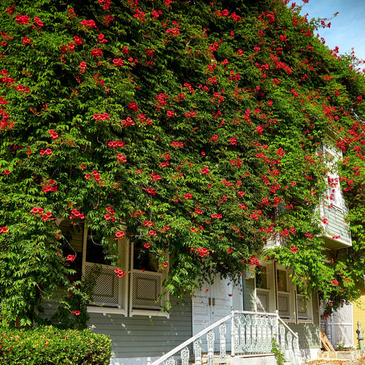 Red flowers blooming on a green archway with a white picket fence in the background.