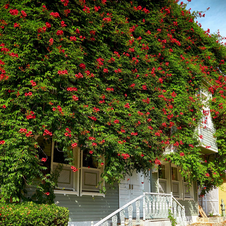 House covered in red flowers and greenery