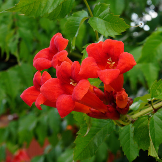 Red flowers blooming on a green archway with a white picket fence in the background.