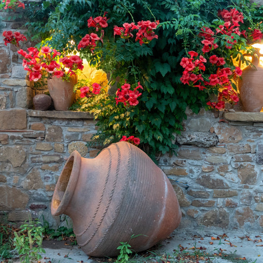 Red flowers blooming on a green archway with a white picket fence in the background.