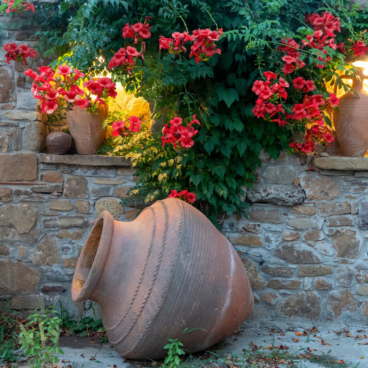 Decorative terracotta pots with red flowers against a stone wall
