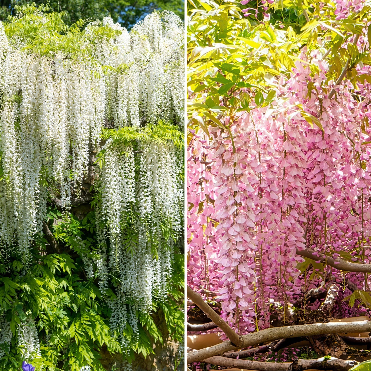 Two images of wisteria trees, one with white flowers and the other with pink flowers, set against a natural background.