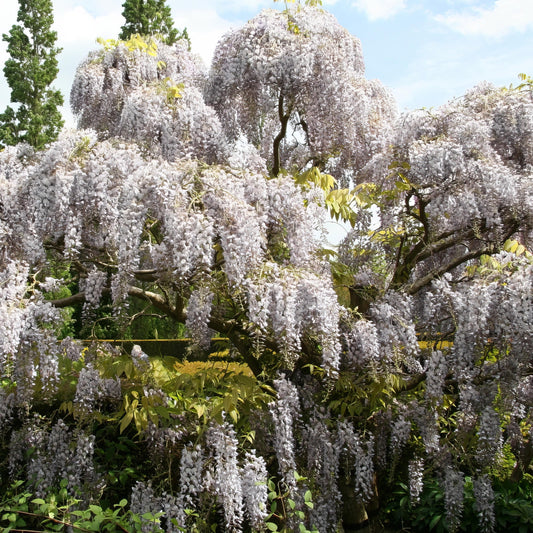 Two images of wisteria trees, one with white flowers and the other with pink flowers, set against a natural background.