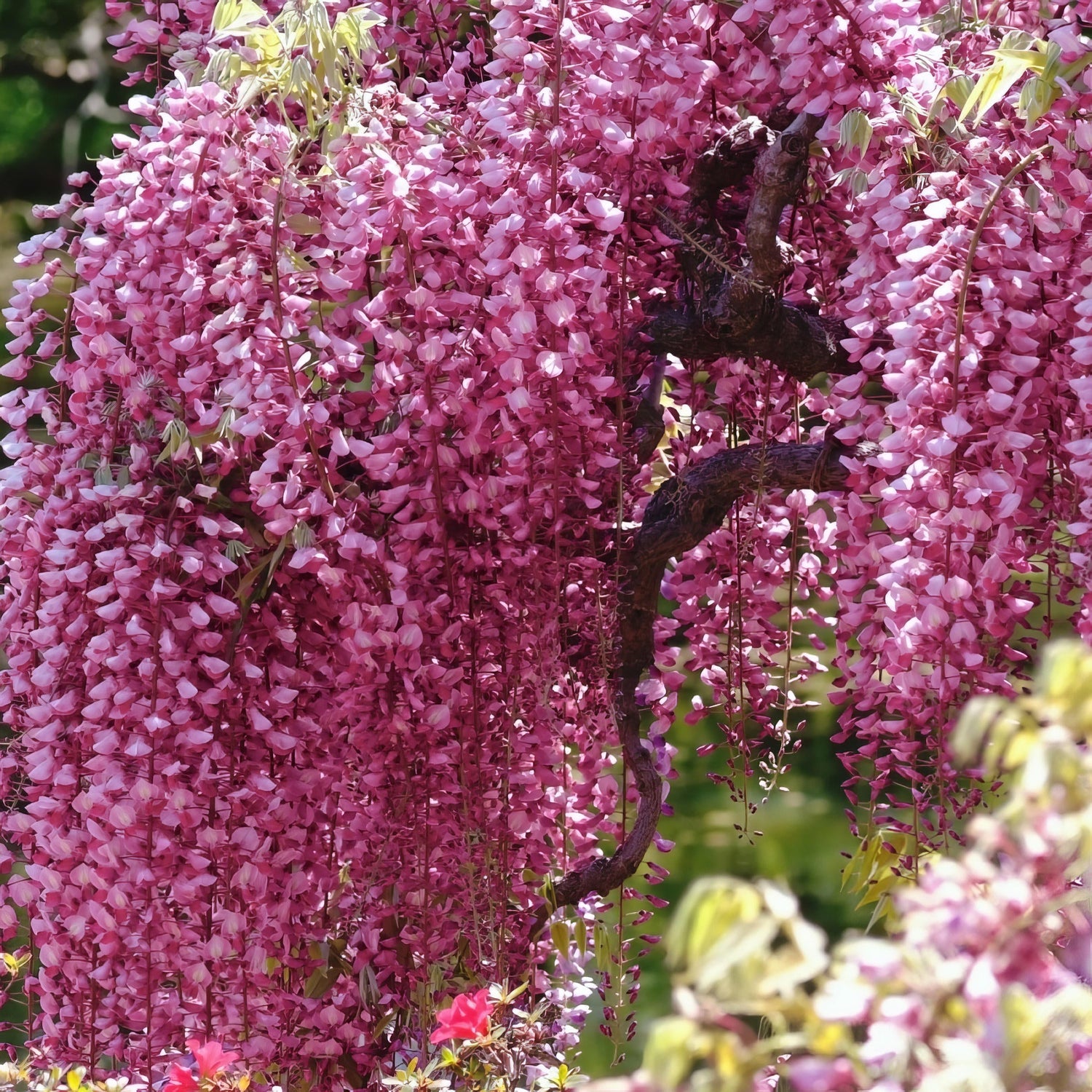 Pink wisteria flowers hanging from a tree with a blurred green background