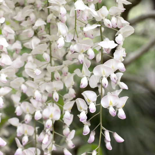 Two images of wisteria trees, one with white flowers and the other with pink flowers, set against a natural background.
