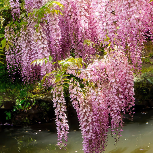 Two images of wisteria trees, one with white flowers and the other with pink flowers, set against a natural background.