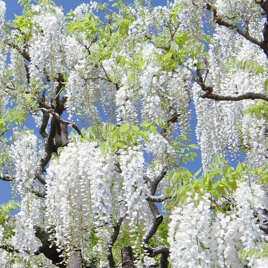 Two images of wisteria trees, one with white flowers and the other with pink flowers, set against a natural background.