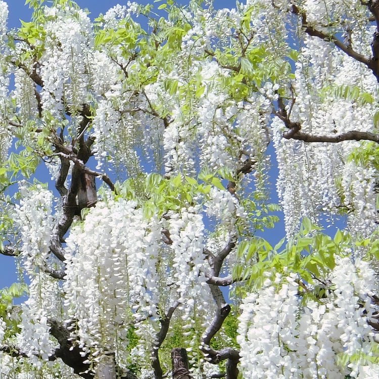 White wisteria flowers hanging from a tree against a blue sky