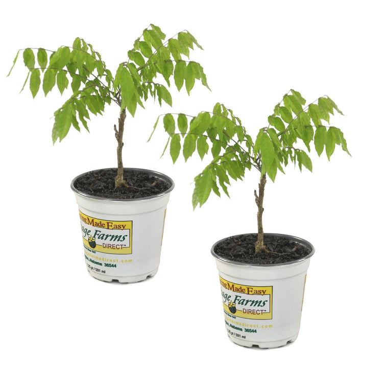 Two potted plants in white containers with 'Made Easy Tree Farms Direct' labels on a white background.