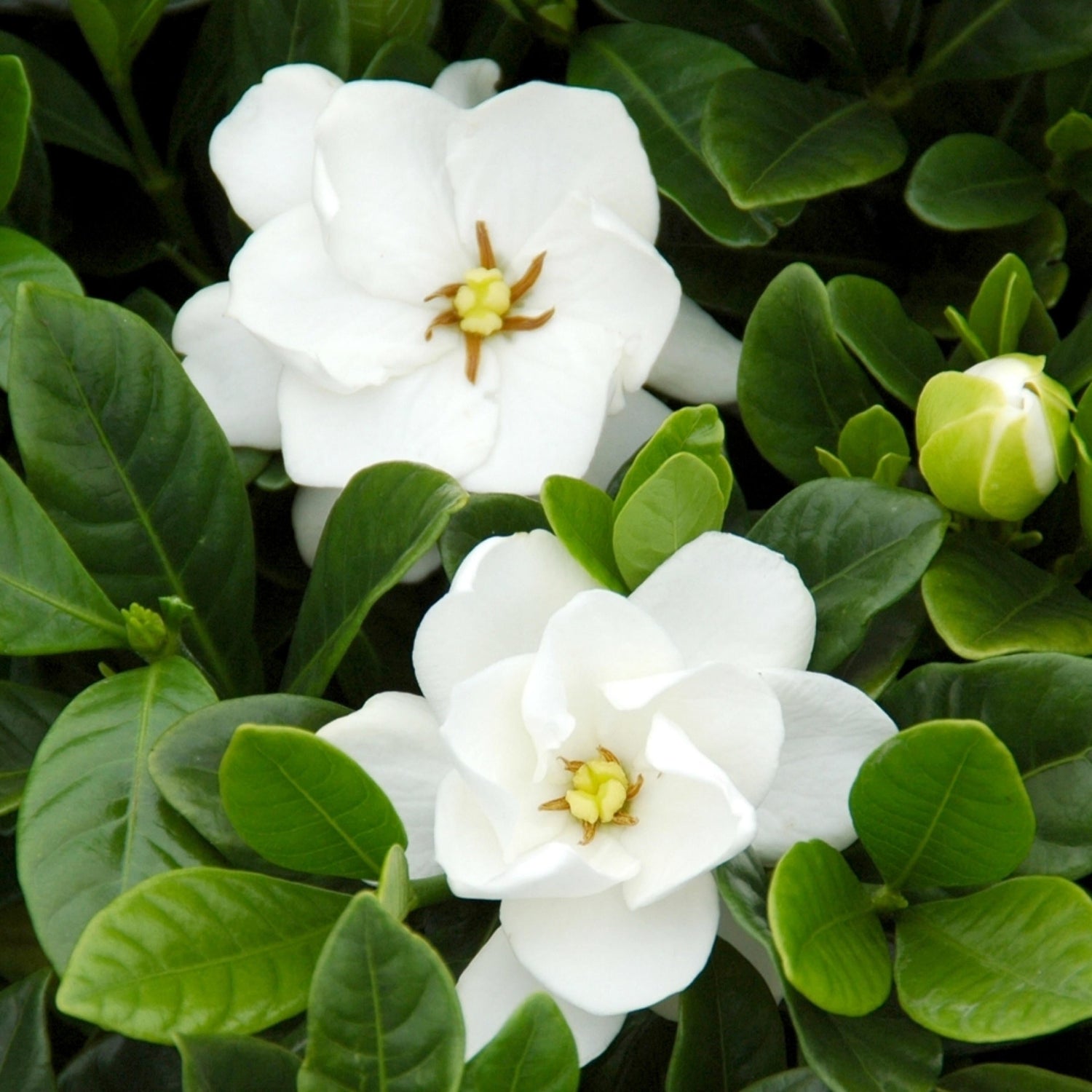 White flowers with green leaves on a plant