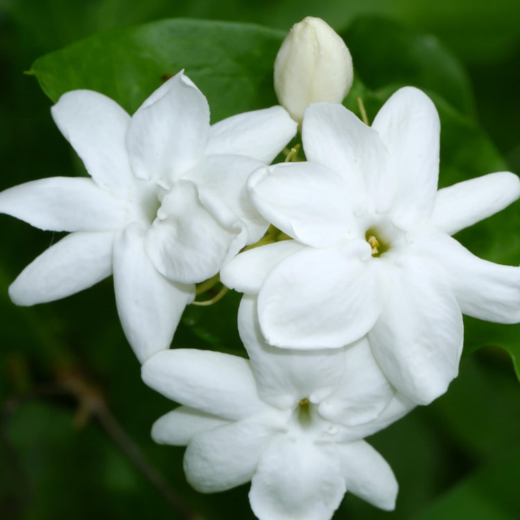 Close-up of white flowers with green leaves in the background