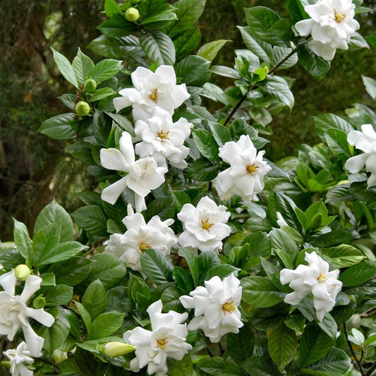 Two potted plants with white flowers and green leaves.