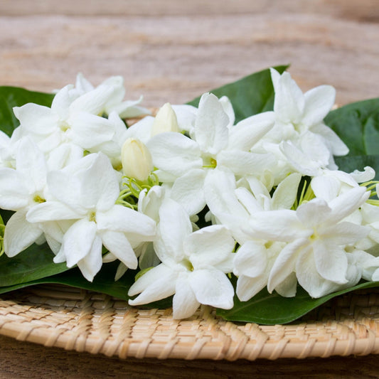 Two potted plants with white flowers and green leaves.