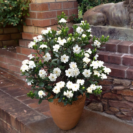 Two potted plants with white flowers and green leaves.