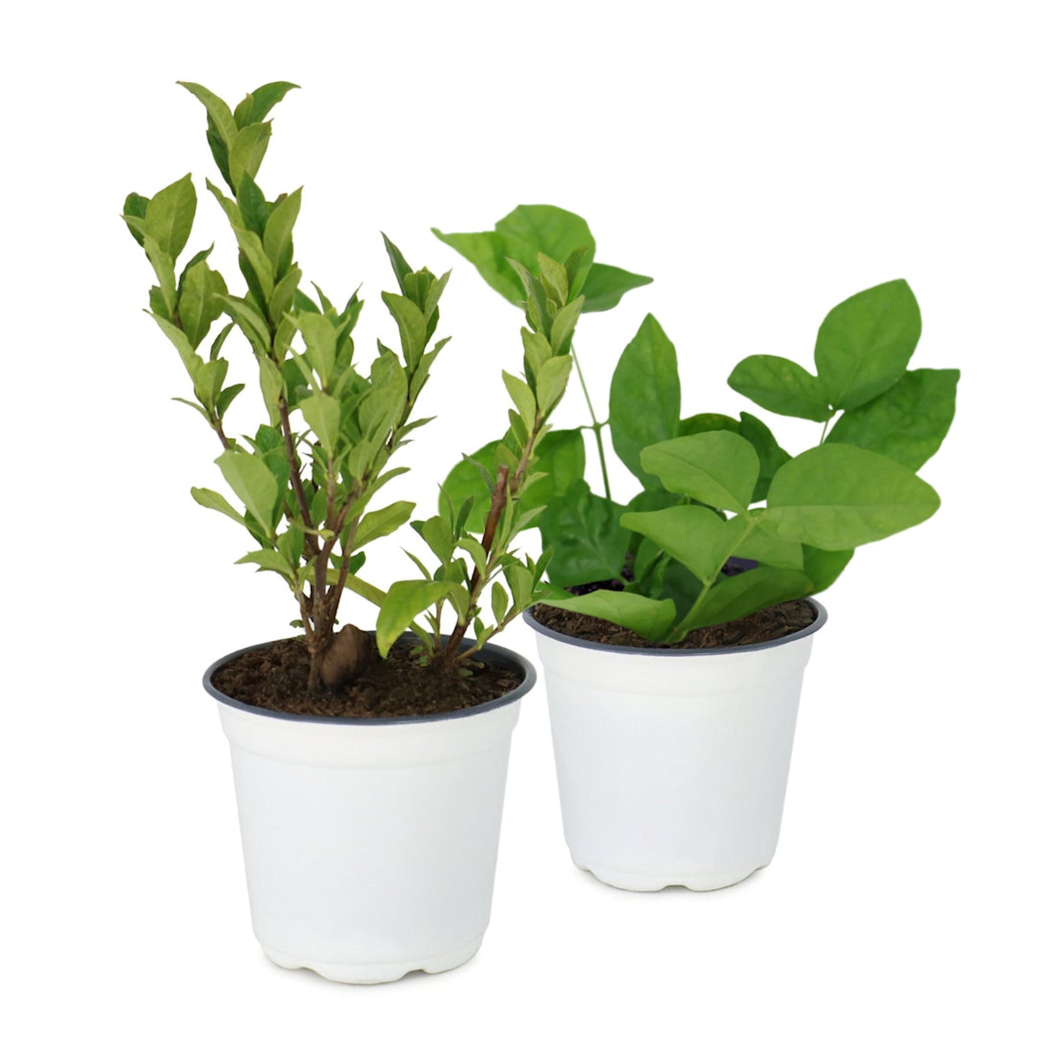 Two potted plants in white pots on a white background